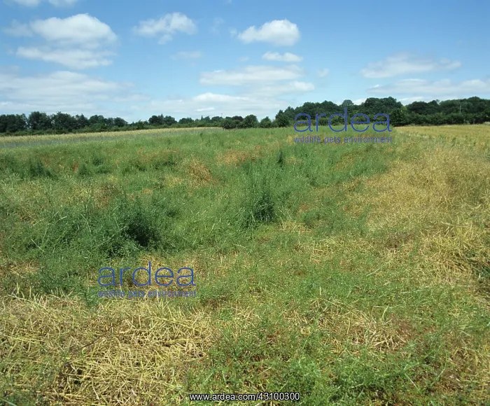 : Cleavers (Galium aparine) oilseed rape crop : Cleavers (Galium aparine) oilseed rape crop