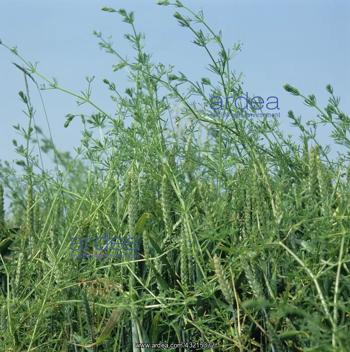 : Cleavers (Galium aparine) in Wheat crop : Cleavers (Galium aparine) in Wheat crop