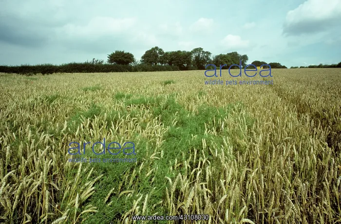 : Cleavers in a ripe wheat crop : Cleavers in a ripe wheat crop