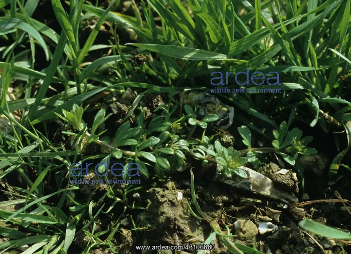 : Cleavers in young wheat crop : Cleavers in young wheat crop
