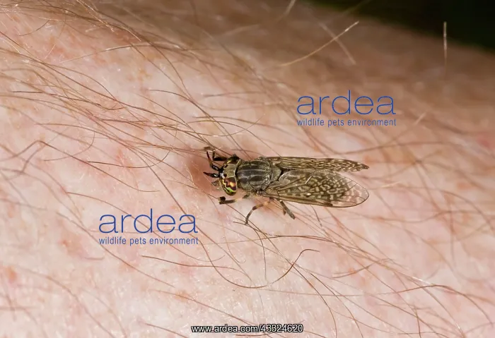 : Cleg / Cleg-fly (a small horsefly) - on human skin : Cleg / Cleg-fly (a small horsefly) - on human skin