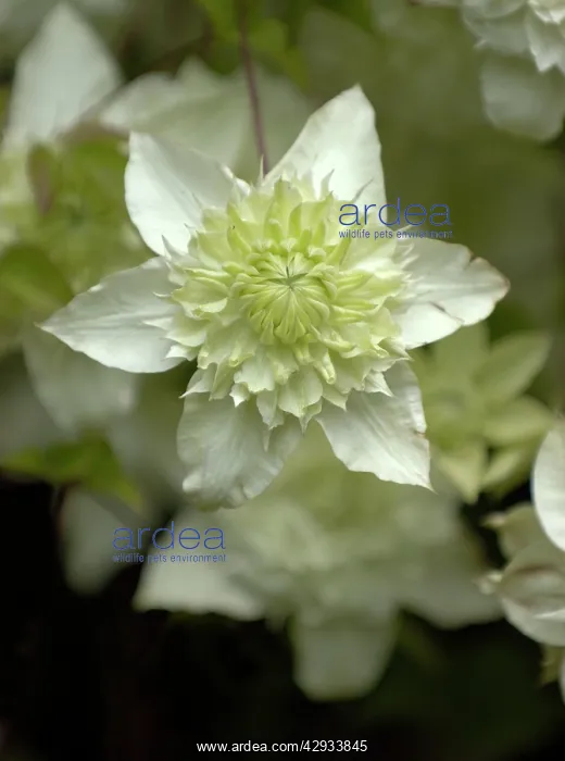  : Clematis (Clematis seiboldii). Seiboldii Florida Alba Plena