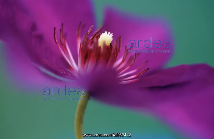 : Clematis, Clematis The President : Clematis, Clematis The President
