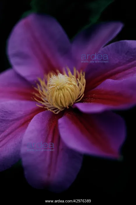 : Clematis, Clematis Beauty of Worcester : Clematis, Clematis Beauty of Worcester