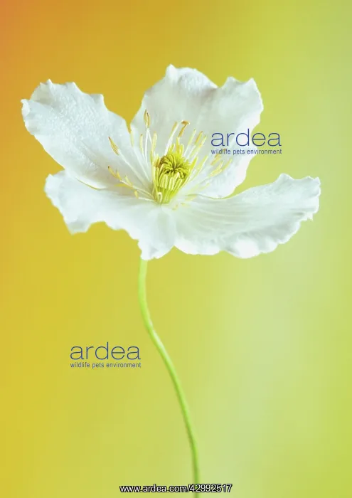 : Clematis, Clematis montana grandiflora : Clematis, Clematis montana grandiflora