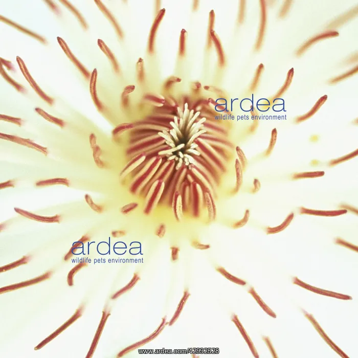 : Clematis, Clematis Henry : Clematis, Clematis Henry
