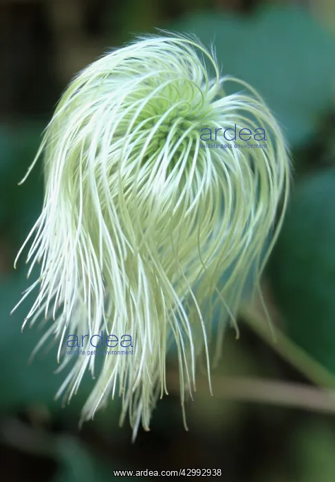 : Clematis, Clematis Bill Mackenzie : Clematis, Clematis Bill Mackenzie