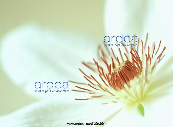 : Clematis, Clematis Henry : Clematis, Clematis Henry
