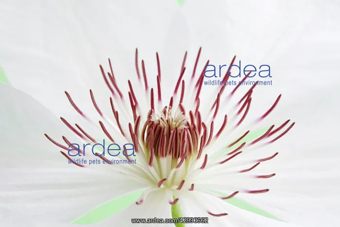 : Clematis, Clematis Henry : Clematis, Clematis Henry