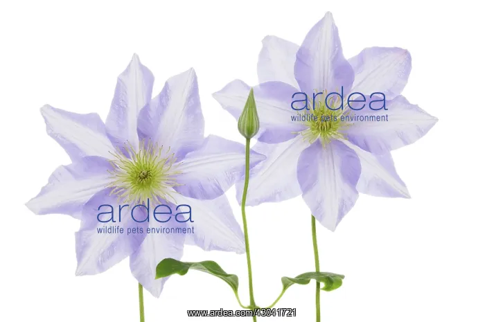 : Clematis, Clematis Cezanne : Clematis, Clematis Cezanne