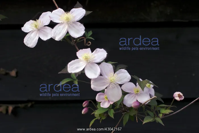  : Clematis, Clematis montana Elizabeth