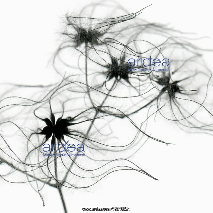 : Clematis, Old man's beard, Clematis vitalba : Clematis, Old man's beard, Clematis vitalba