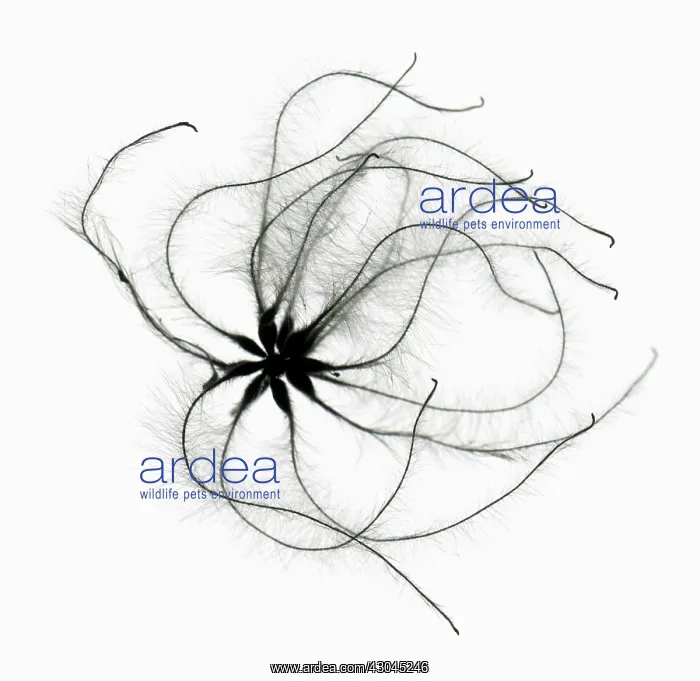 : Clematis, Old man's beard, Clematis vitalba : Clematis, Old man's beard, Clematis vitalba