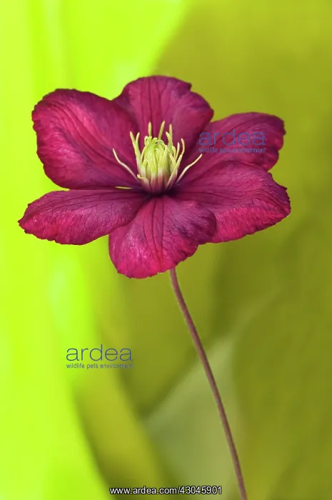 : Clematis, Clematis Ville de Lyon : Clematis, Clematis Ville de Lyon