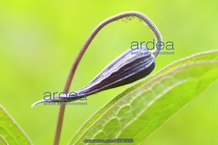 : Clematis, Clematis Integrifolia Henderson : Clematis, Clematis Integrifolia Henderson