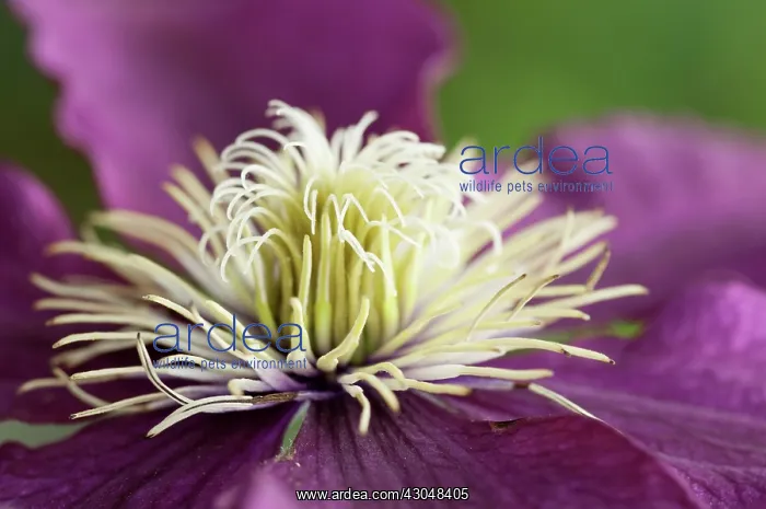 : Clematis. Clematis : Clematis. Clematis
