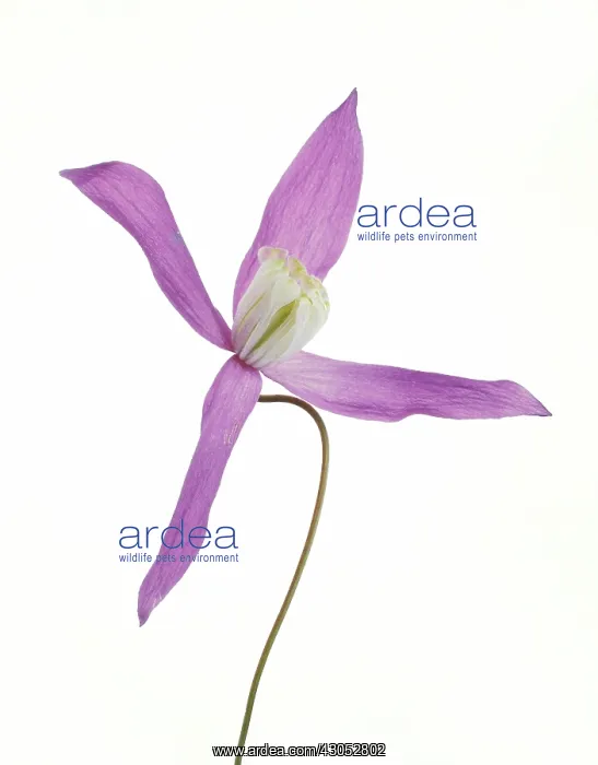 : Clematis, Clematis integrifolia : Clematis, Clematis integrifolia