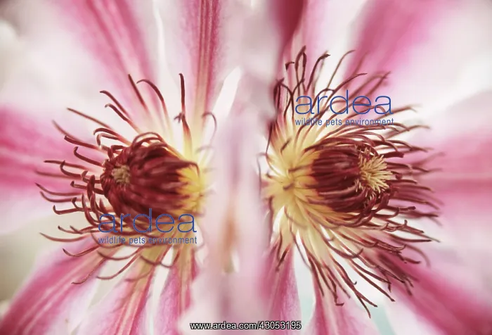 : Clematis, Clematis H C Patens : Clematis, Clematis H C Patens