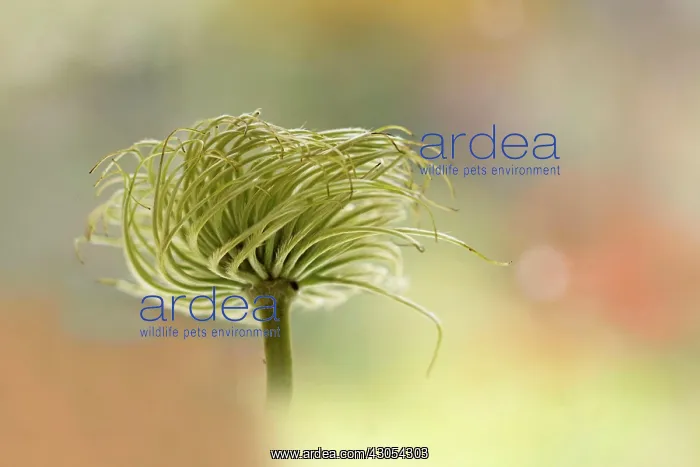  : Clematis. Seed head of Clematis cultivar