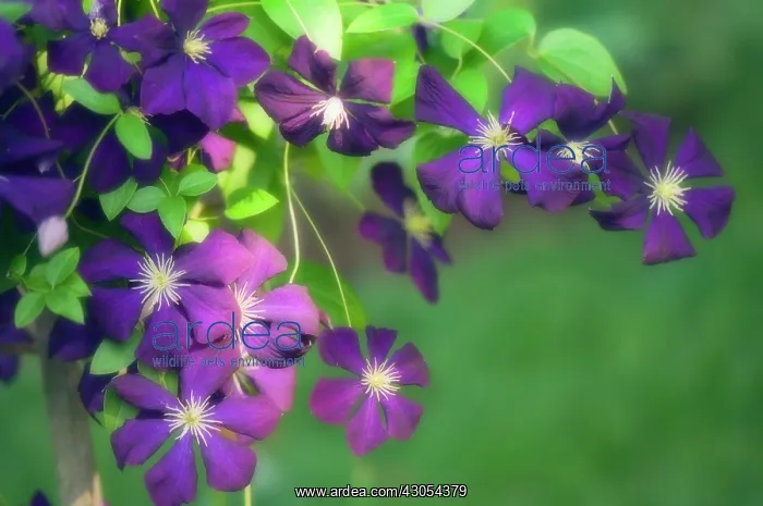 : Clematis, Clematis viticella Etiole Violette : Clematis, Clematis viticella Etiole Violette