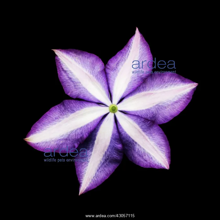 : Clematis, Clematis Mr President : Clematis, Clematis Mr President
