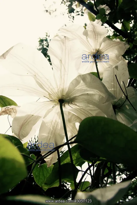 : Clematis : Clematis
