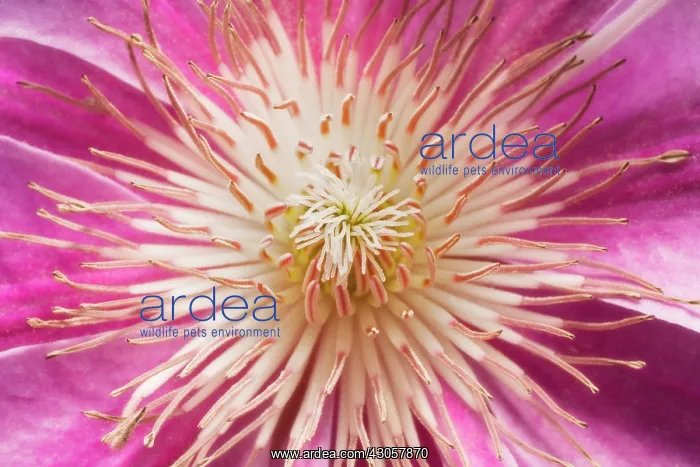 : Clematis : Clematis