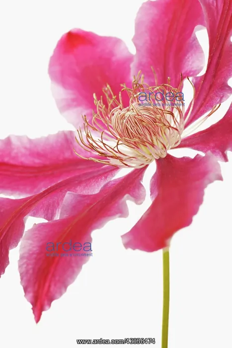 : Clematis. Clematis : Clematis. Clematis