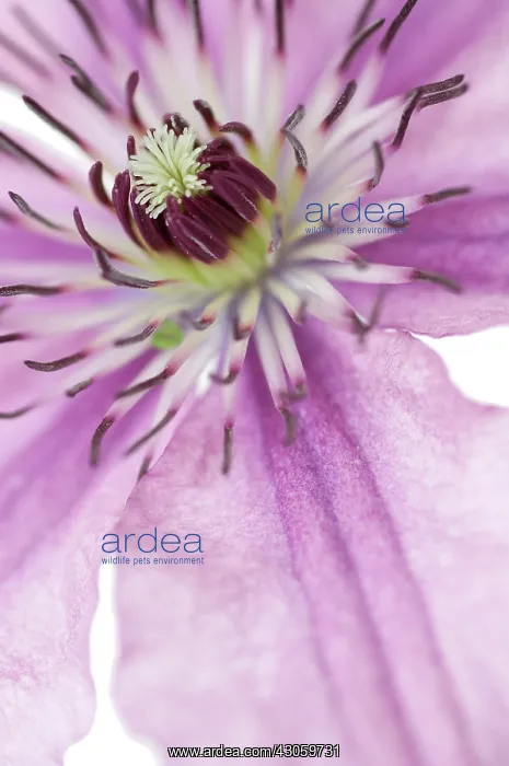 : Clematis, Clematis Hagley hybird : Clematis, Clematis Hagley hybird
