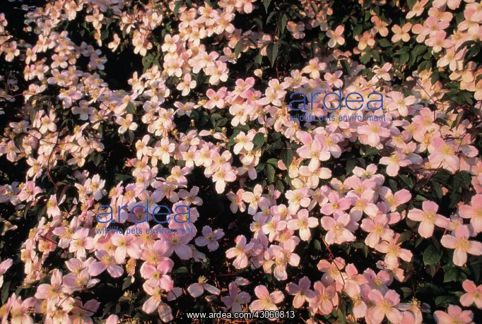 : Clematis, Clematis montana rubens : Clematis, Clematis montana rubens
