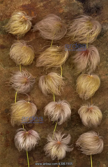 : Clematis : Clematis