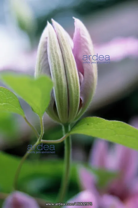 : Clematis. Clematis : Clematis. Clematis