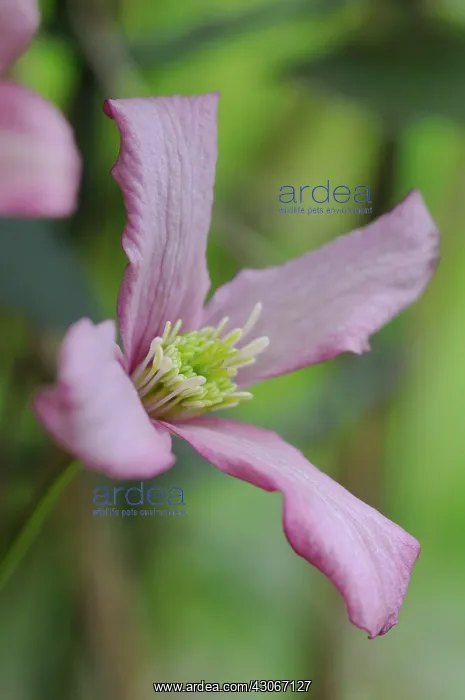 : Clematis, Clematis montana rubens : Clematis, Clematis montana rubens