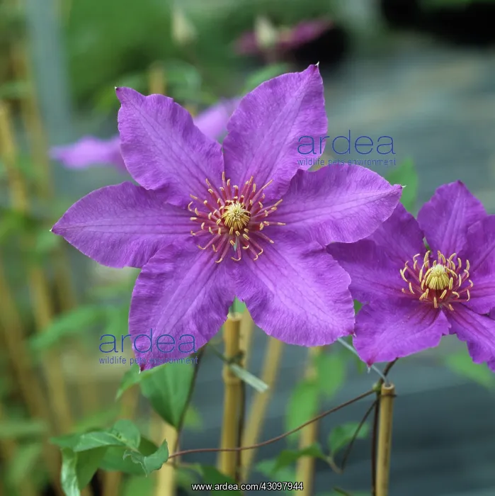 : Clematis. Purple pink flowers of a young Clematis R.Pennell climbing ornamental : Clematis. Purple pink flowers of a young Clematis R.Pennell climbing ornamental
