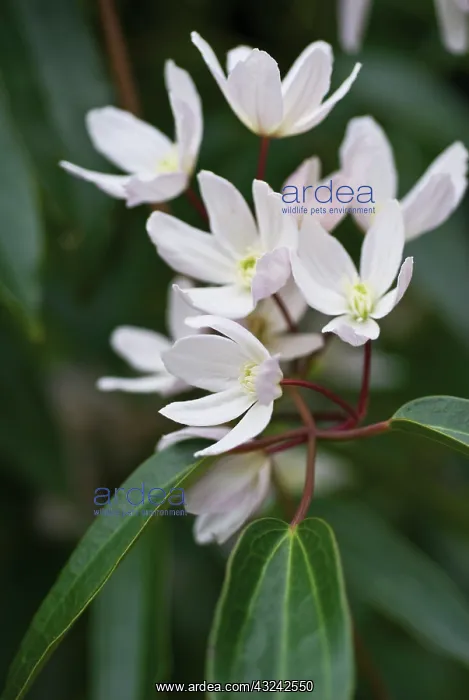 : Clematis, Clematis armandii : Clematis, Clematis armandii