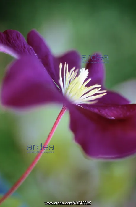 : Clematis, Clematis viticella Etiole Violette : Clematis, Clematis viticella Etiole Violette