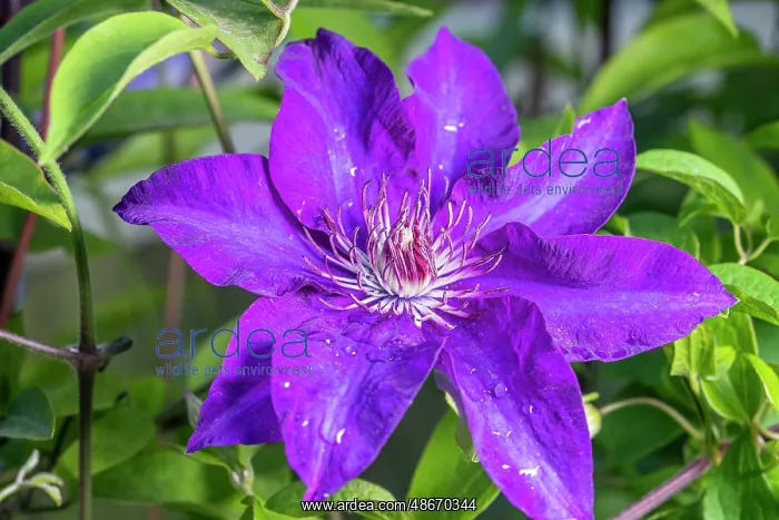 : Clematis : Clematis