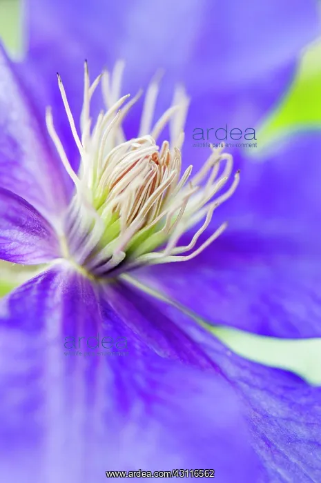 : Clematis Ascotiensis, close up showing stamens : Clematis Ascotiensis, close up showing stamens