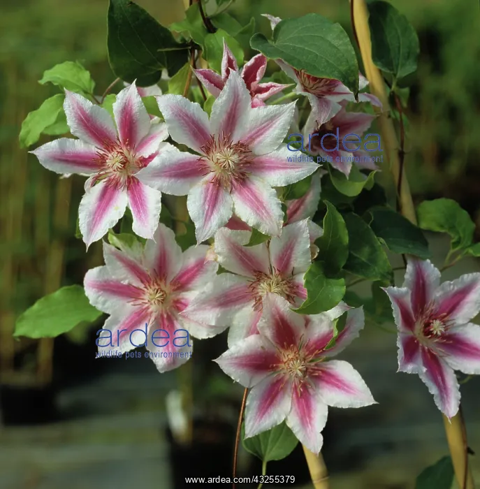 : Clematis Carnaby : Clematis Carnaby