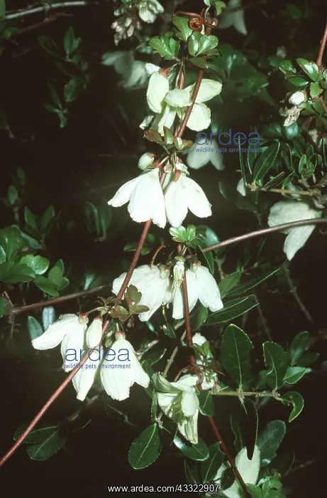 : CLEMATIS CIRRHOSA : CLEMATIS CIRRHOSA