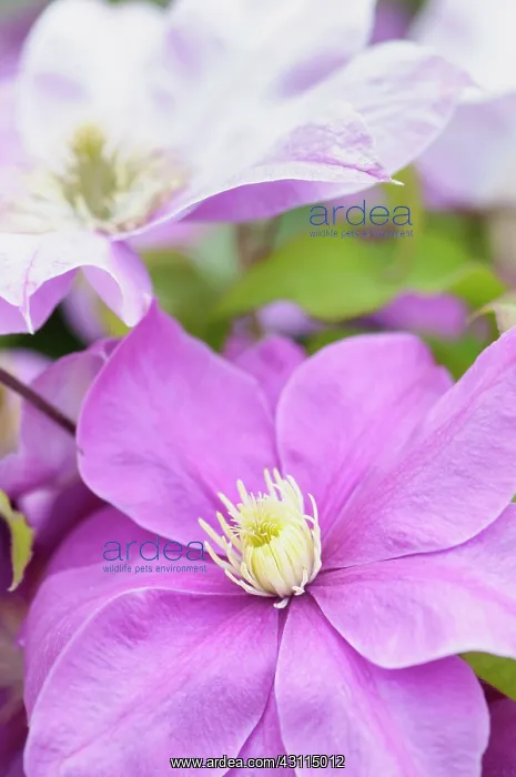 : Clematis, Clematis Alaina, close up of purple : Clematis, Clematis Alaina, close up of purple