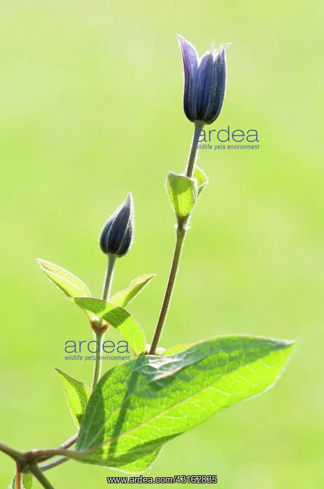 : Clematis, Clematis Arabella, Two blue buds backlit : Clematis, Clematis Arabella, Two blue buds backlit
