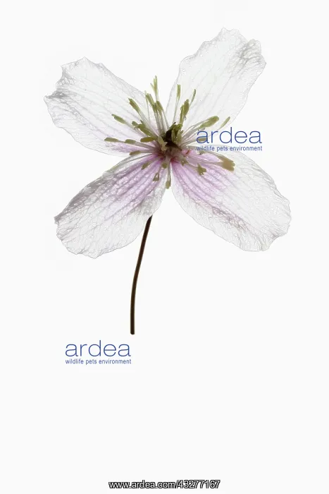  : Clematis, Clematis cultivar, Mauve subject, White