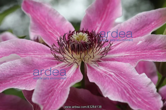 : Clematis, Clematis cultivar, Pink subject : Clematis, Clematis cultivar, Pink subject
