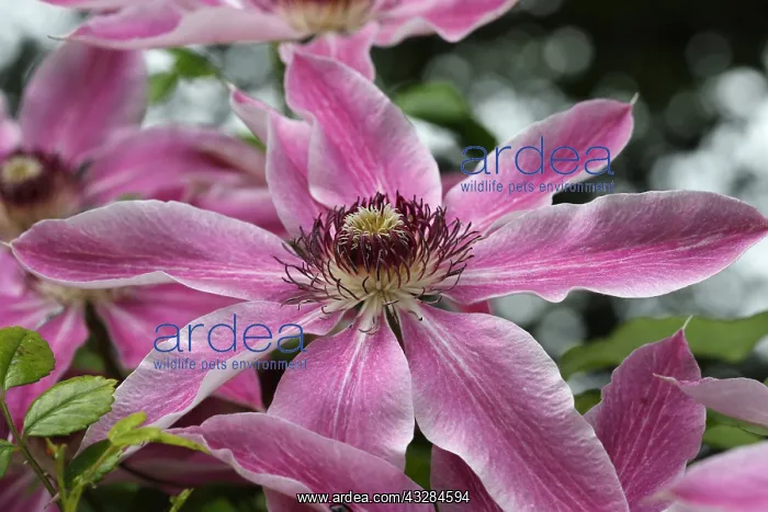 : Clematis, Clematis cultivar, Pink subject : Clematis, Clematis cultivar, Pink subject
