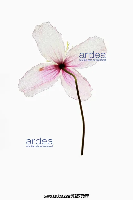 : Clematis, Clematis cultivar, Pink subject, White : Clematis, Clematis cultivar, Pink subject, White