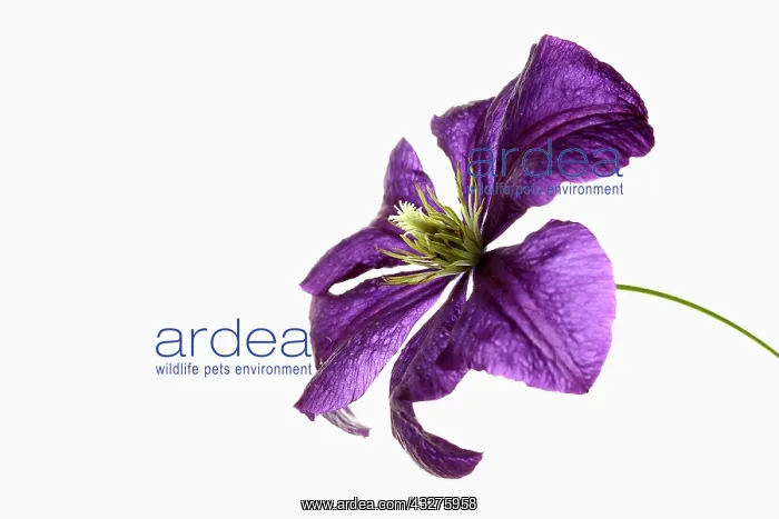 : Clematis, Clematis cultivar, Purple subject, White : Clematis, Clematis cultivar, Purple subject, White