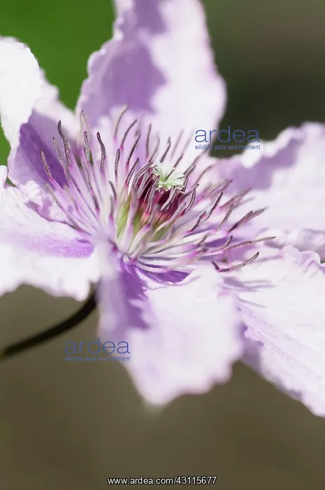  : Clematis, Clematis Hagley hybrid, Close view of