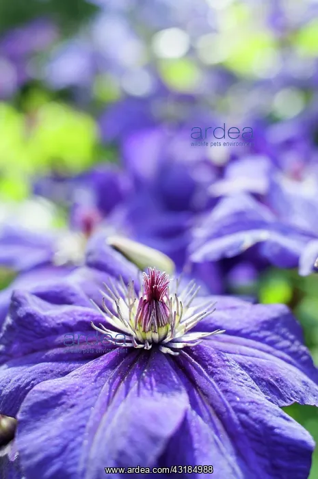  : Clematis, Clematis happy birthday zohapbi, Close