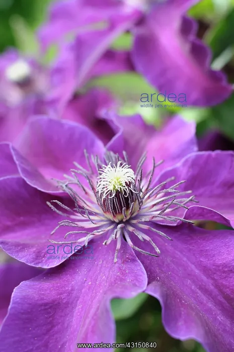 : Clematis, Clematis Huvi, Close up of purple coloured flowe : Clematis, Clematis Huvi, Close up of purple coloured flowe